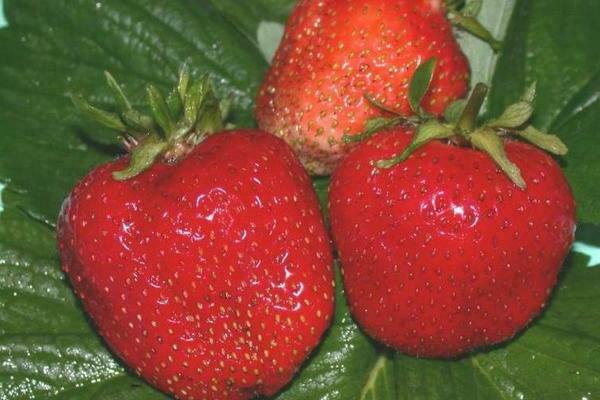 Selva strawberry variety