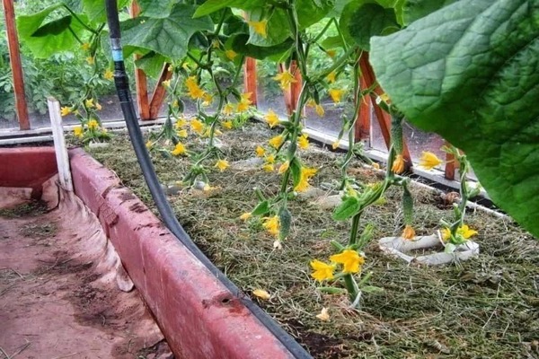 scheme for feeding cucumbers with mineral fertilizers