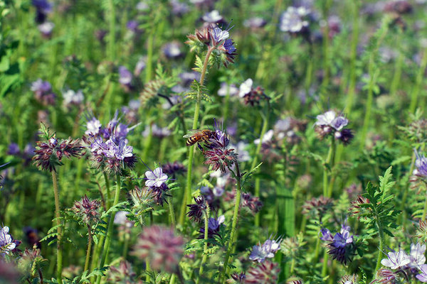 The best green manure species
