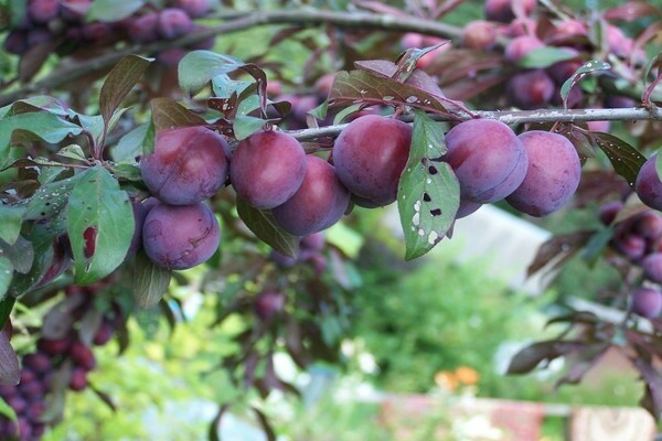 Pagkakaiba-iba ng plum