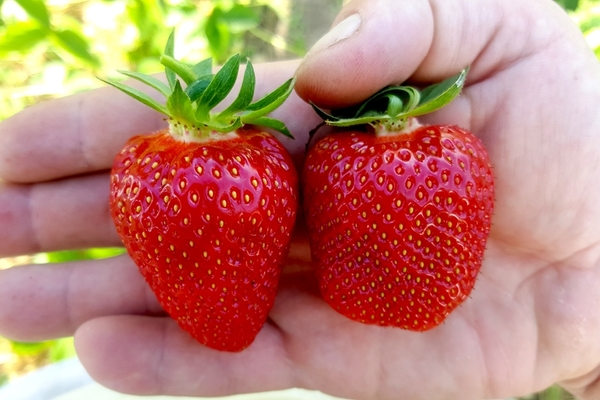 description de la variété fraise elizabeth