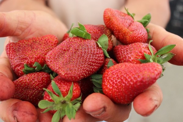 strawberry varieties with photo