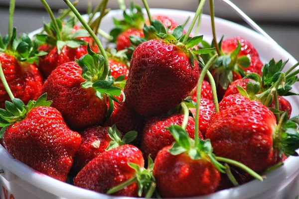 strawberry variety description