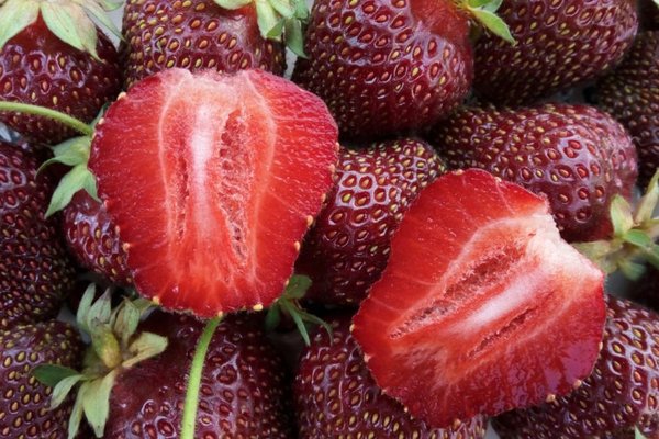 the best varieties of strawberries