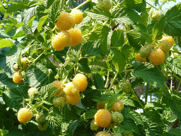 yellow raspberry varieties
