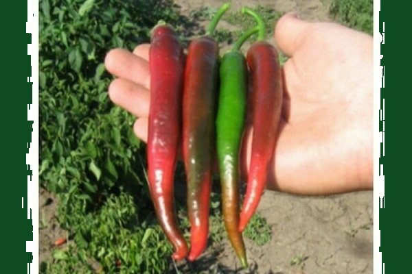 Beskrivelse af sorter af varme peberfrugter fra tidlig modning