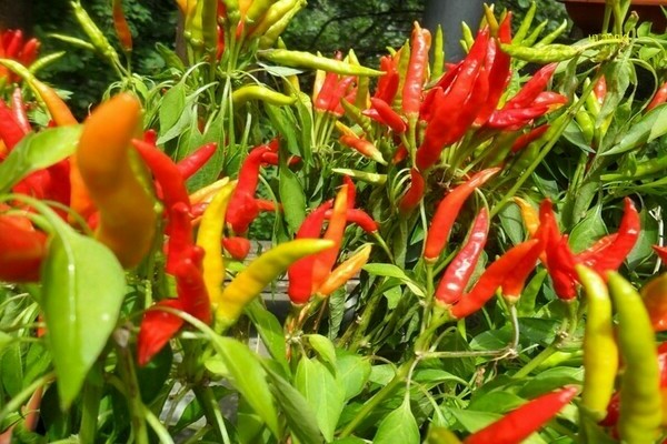 Description of varieties of hot peppers of early ripening
