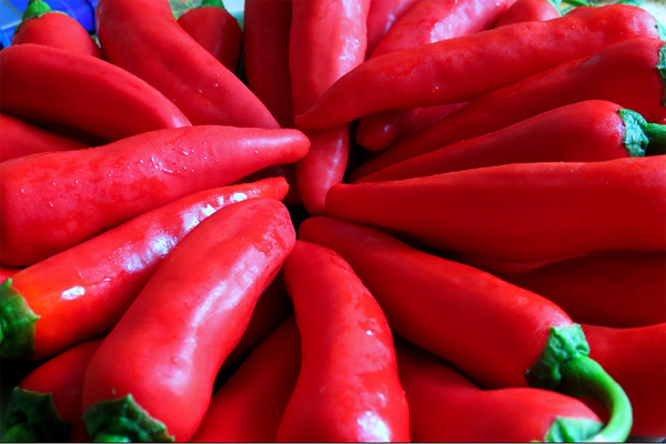 Description of varieties of hot peppers of early ripening
