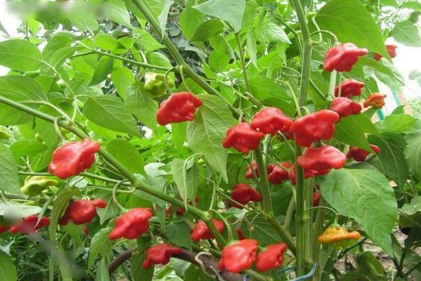 The best varieties of hot peppers of medium and late ripening