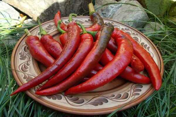 Najbolje sorte ljute paprike srednjeg i kasnog sazrijevanja