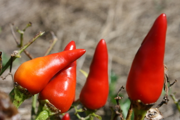De mest kjente paprika -variantene i forstadsområder