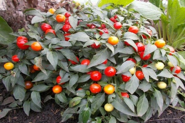 Odrody pálivej papriky pestované doma