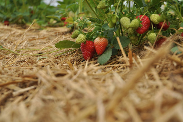 mulching strawberries with straw