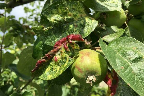 aphids on apples