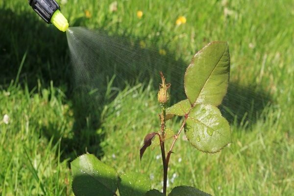 Ammonium mula sa aphids