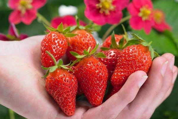 strawberry tuscany
