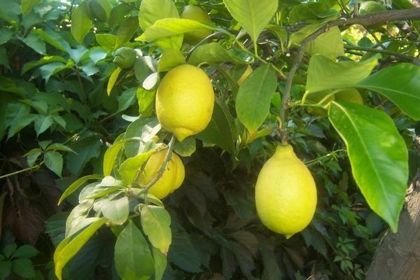 drvo citrusa