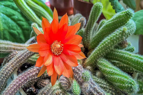 cactus flowering time