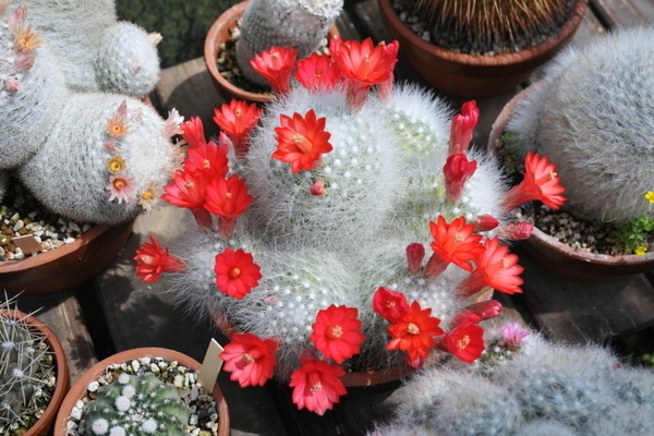 home cacti flowering