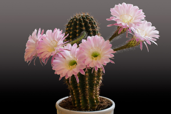flowering conditions of cacti