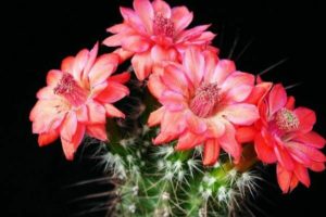 blomstrende kaktus