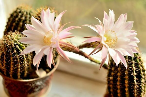 flowering cactus photo