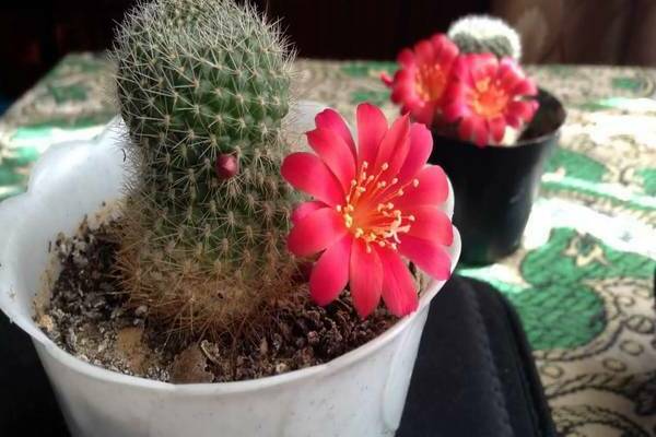 blomstrende kaktusfoto