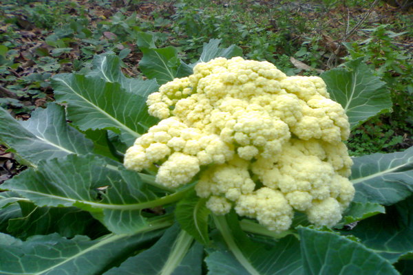 pagbubungkal ng cauliflower