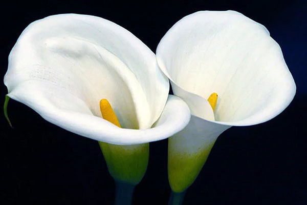 calla flower