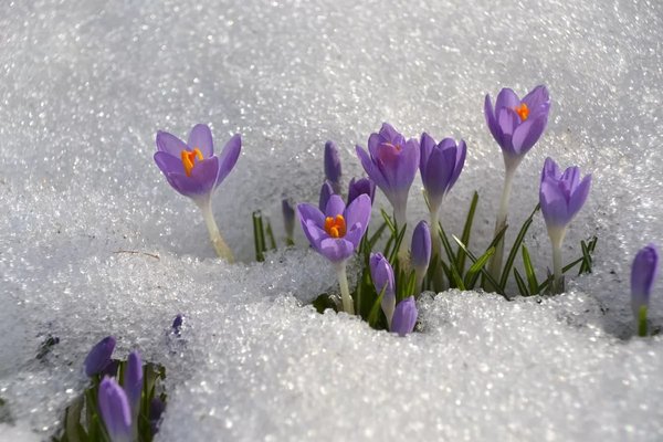 jednoročné kvety pred zimou