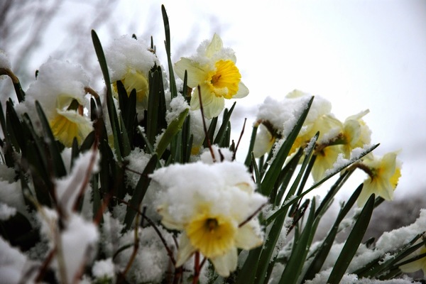 jednoročné kvety pred zimou