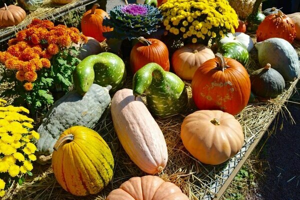 pumpkin crops