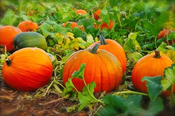 pumpkin crops
