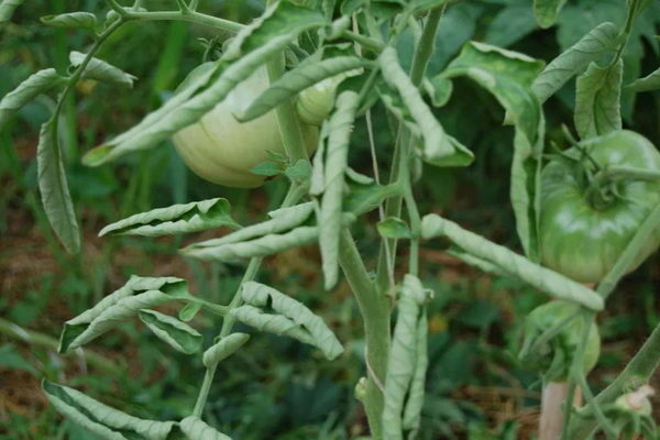 Mengapa daun tomato menggulung daun?