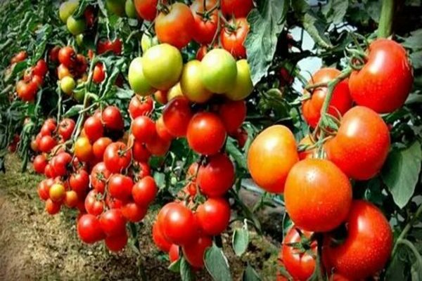 Dünger sudarushka + für Tomaten Bewertungen Preis