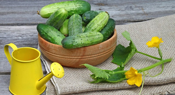 fertilizers for cucumbers