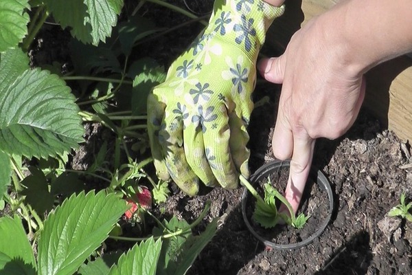 how to propagate strawberries with a mustache