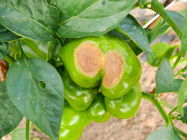 top rot of pepper