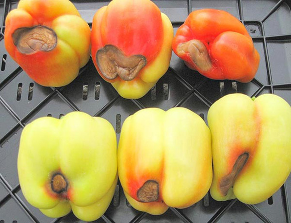 top rot of pepper