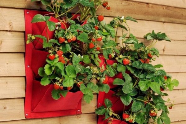 vertikale senger for jordbær