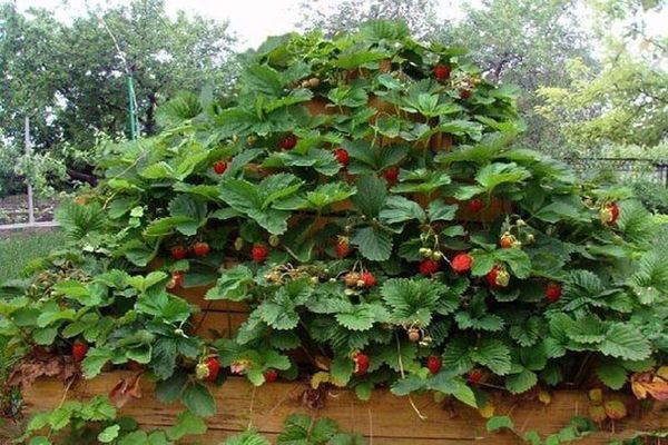 how to make a bed for strawberries