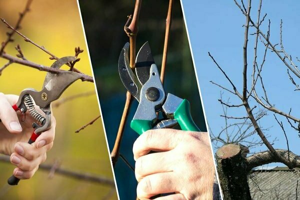 Work in the country in April: pruning