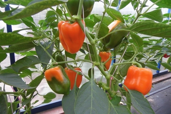 pepper varianter