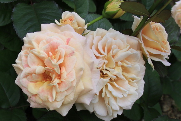 varieties of roses