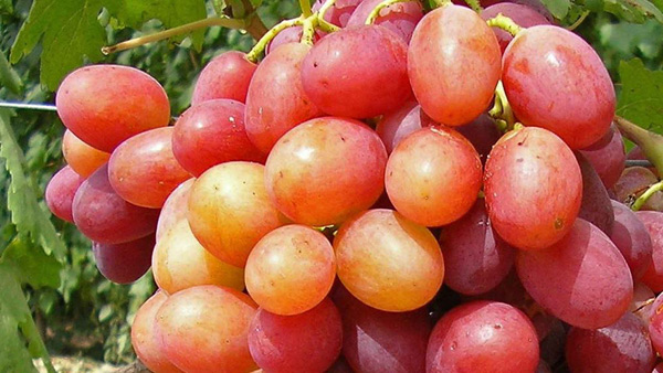 grožđe annuta