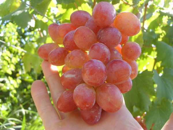grožđe annuta