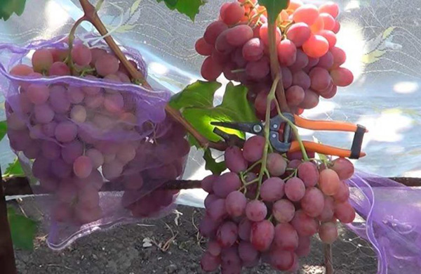 annuta grapes