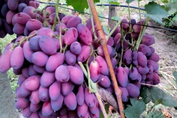 Asya grapes