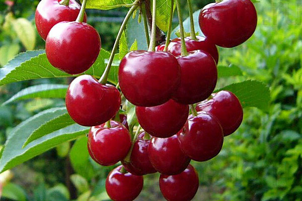 cherry care + and cultivation