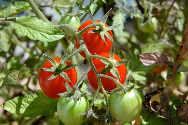 bladfodring af tomater